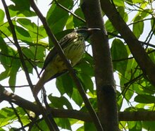 Sulphur-bellied Flycatcher